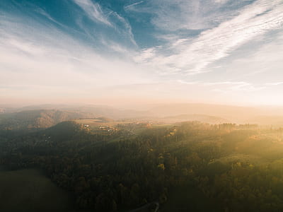 aerial photo of trees thumbnail