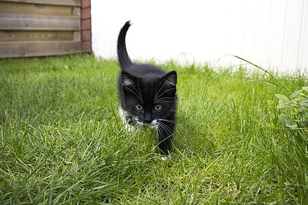 black and white kitten on grass field thumbnail