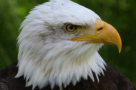 white and black bald eagle thumbnail