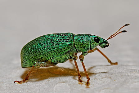 Green Black and Brown Insect thumbnail