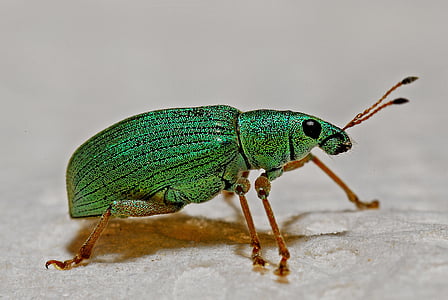 green weevil closeup photography thumbnail