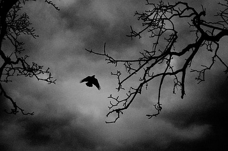 low angle and silhouette photography of bird flying above bare trees thumbnail