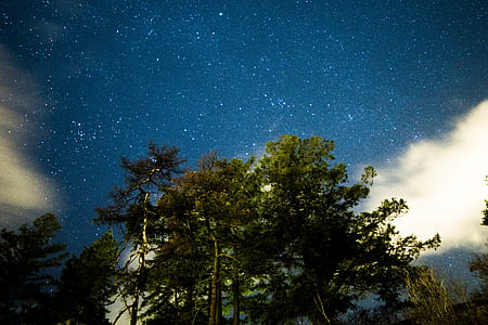 low-angle photo of trees thumbnail