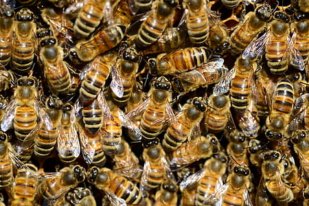 flight of honeybees thumbnail