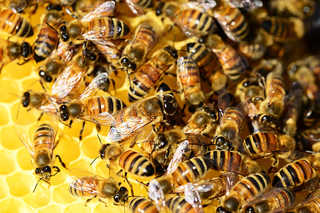 swarm of honey bee on focus photo thumbnail