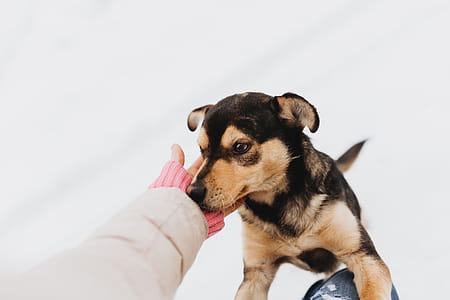 The Strange Dog thumbnail