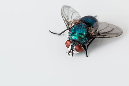 blue bottle fly thumbnail