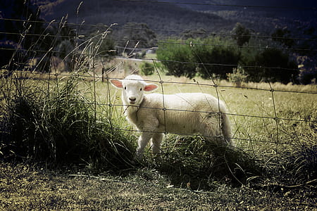 white sheep beside fence thumbnail