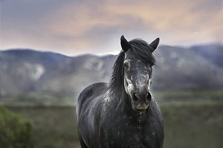 gray horse standing on grass thumbnail