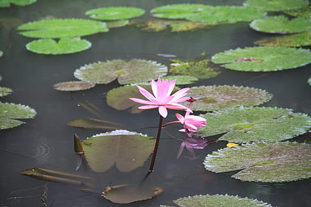 green and purple water lily thumbnail
