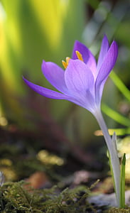 purple Crocus flower thumbnail