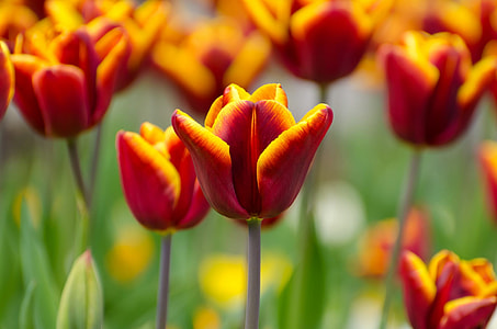 selective focus photography of red and yellow flower thumbnail