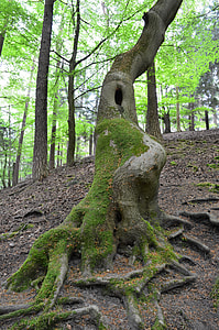 hollow tree covered with moss thumbnail