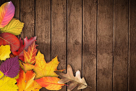 assorted-color maple leaves on brown wooden planks thumbnail