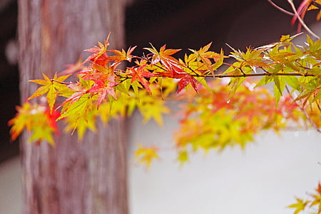 selective focus photo of red flowering tree thumbnail