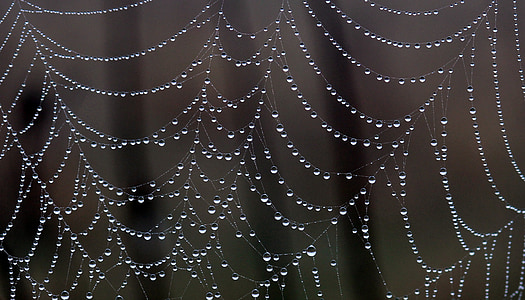 water droplets on cobweb thumbnail