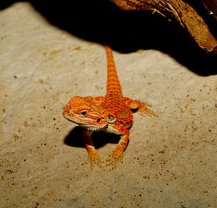 photo of orange bearded dragon thumbnail