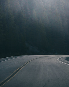 curved gray concrete road with pine trees beside thumbnail