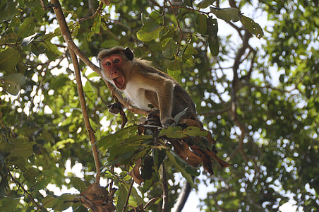 macaque hanging on brown tree branch at daytime thumbnail