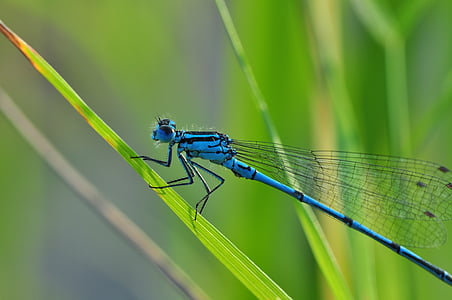 macro photography of blue damselfly on green plant thumbnail