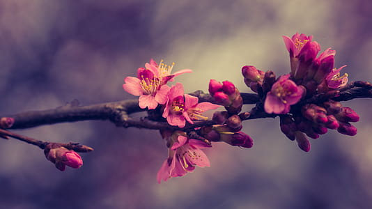 selective focus photography of pink blossoms thumbnail