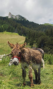 wildlife photography of brown donkey thumbnail