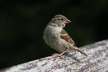 brown short-beaked bird on brown surface thumbnail