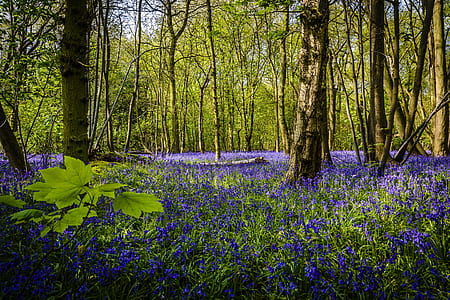 purple petaled flower field beside brown trees at daytime thumbnail