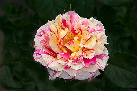 white, pink, and yellow rose flower thumbnail