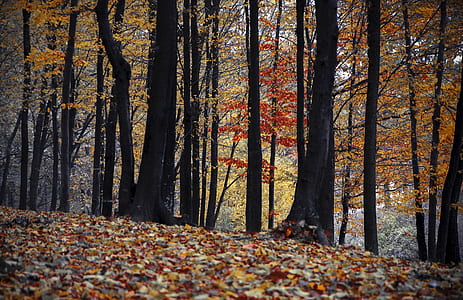 nature, forest, trees, autumn thumbnail