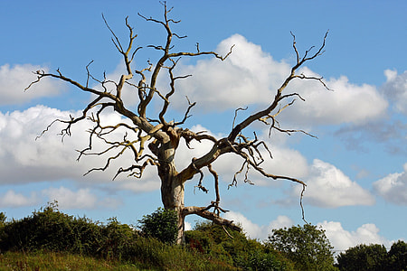 landscape photography of bare tree thumbnail
