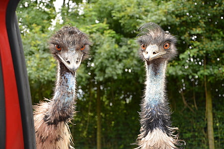 two ostriches thumbnail