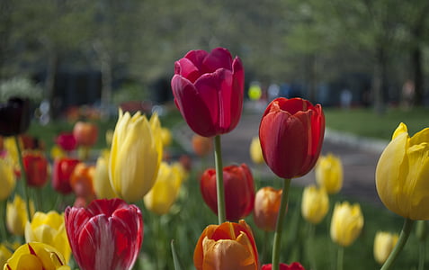 red and yellow tulip fields thumbnail