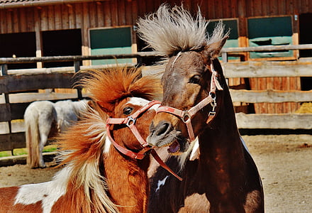 closeup photography of brown and white horses during daytime thumbnail
