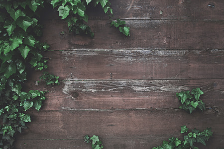 photography of green leaf plant on brown wall thumbnail