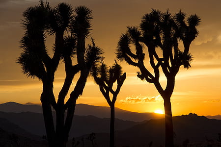 silhouette tree photo thumbnail