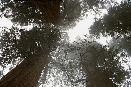 forest, trees, high, large thumbnail