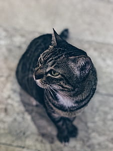 Silver Tabby Cat thumbnail
