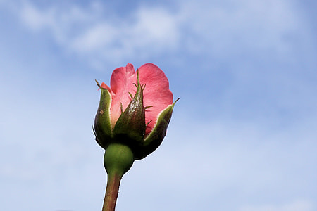 pink rose flower closeup photography thumbnail