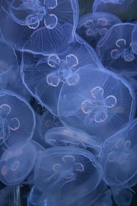 group of white jellyfishes thumbnail