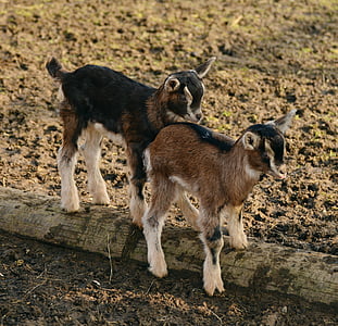 selective focus photography of two brown-and-black goat kids thumbnail