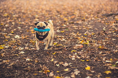 Dog Fetching Disc Photo thumbnail