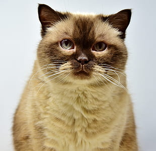 close-up photo of brown and beige cat thumbnail