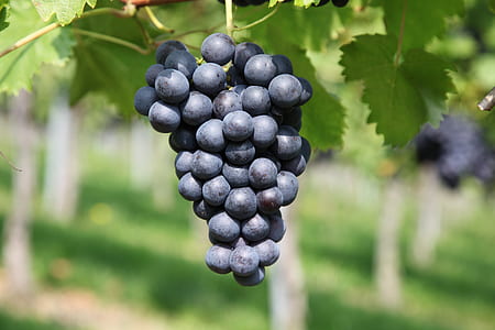 shallow focus photography of grapes thumbnail