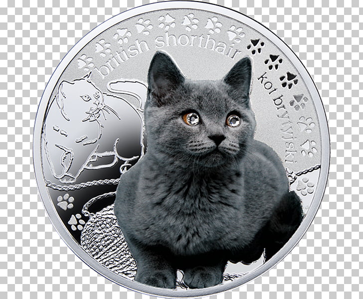 Chartreux British Shorthair Russian Blue Korat Nebelung Kitten