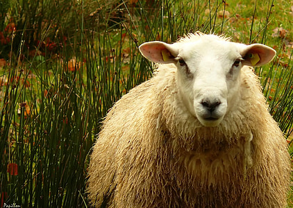 white and brown sheep thumbnail