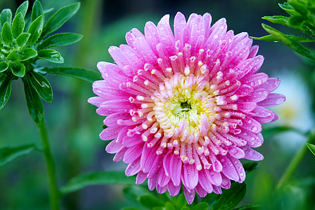 tilt shift photography of purple petaled flower thumbnail