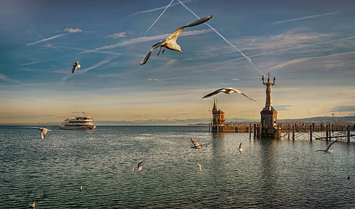 flock of gulls near ship during daytime thumbnail