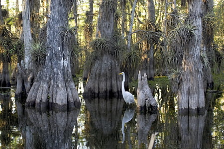 white swan beside brown trees thumbnail