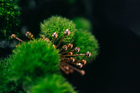 Close-ups of flowers and plants thumbnail